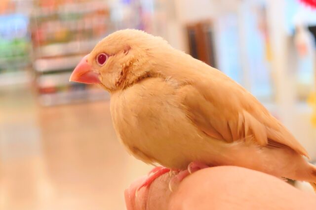 シナモン文鳥