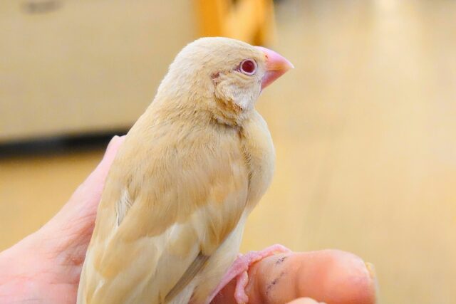 シナモン文鳥