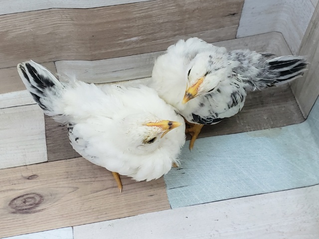 セラマ