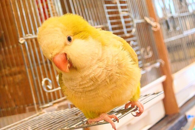 オキナインコ