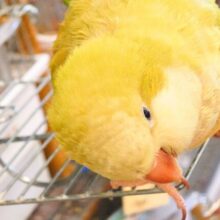 　最新画像になります☆　動画あり☆　小声で「ｵﾊﾖー」♪　ちょい強気なオキナさん～～　オキナインコーー