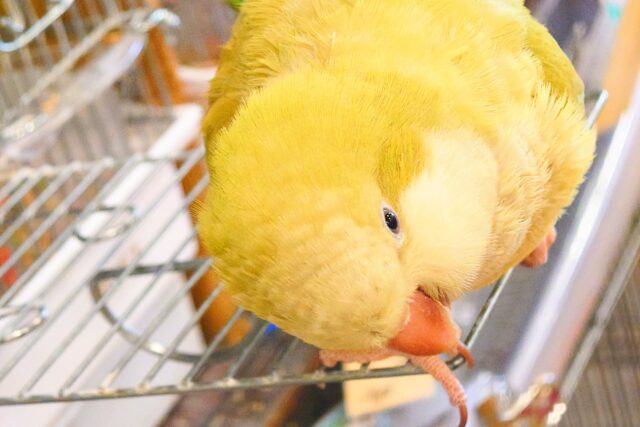 　最新画像になります☆　動画あり☆　小声で「ｵﾊﾖー」♪　ちょい強気なオキナさん～～　オキナインコーー
