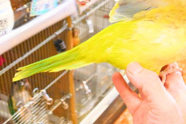 オキナインコ