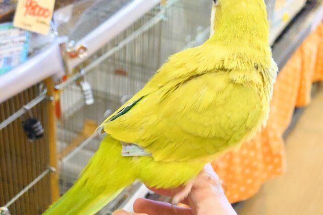オキナインコ