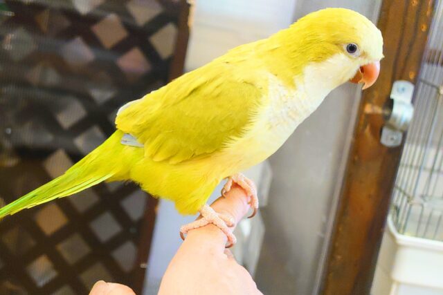 オキナインコ