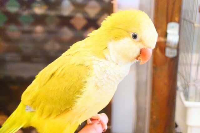 オキナインコ