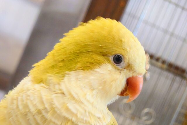 オキナインコ