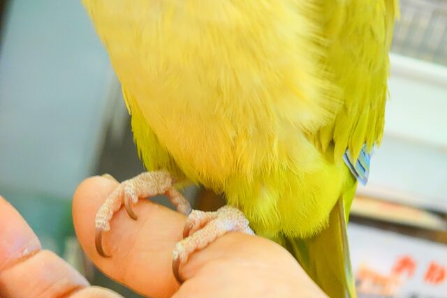 オキナインコ