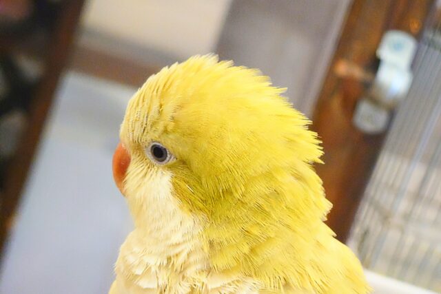 オキナインコ