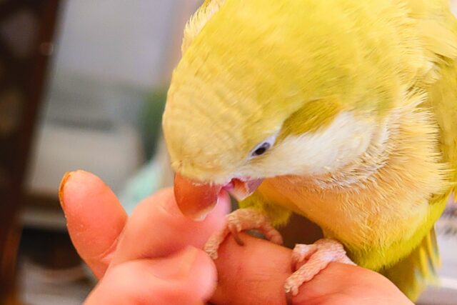 オキナインコ