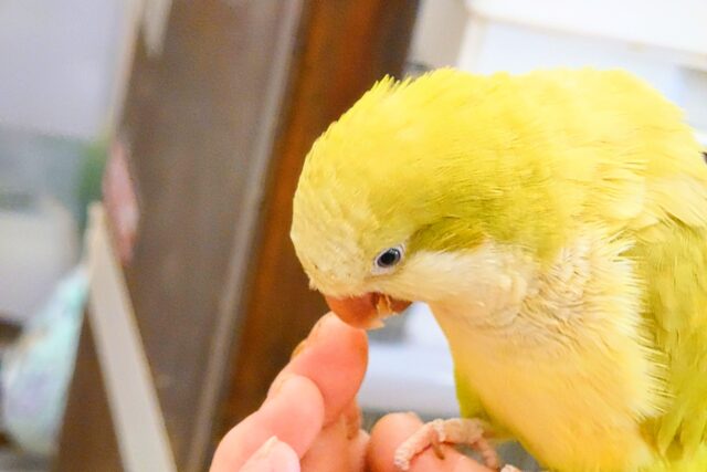 オキナインコ