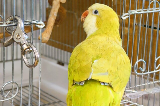 オキナインコ