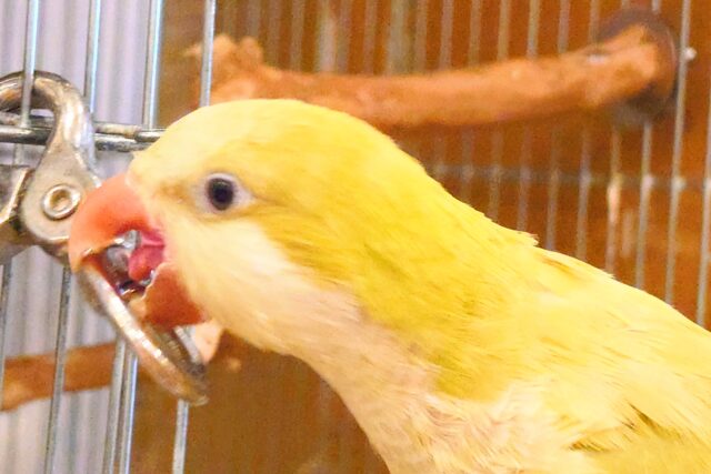 オキナインコ