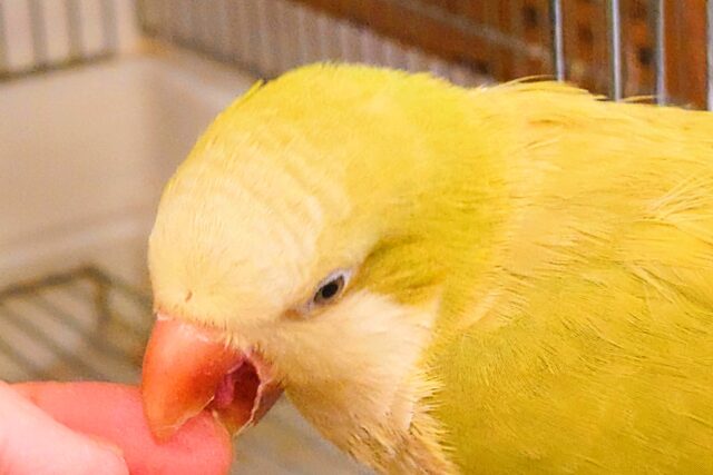 オキナインコ