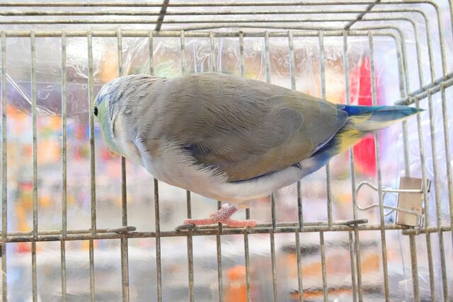 マメルリハ