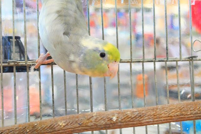 マメルリハ