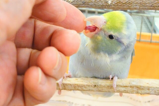 マメルリハ