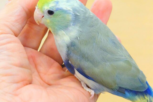 マメルリハ