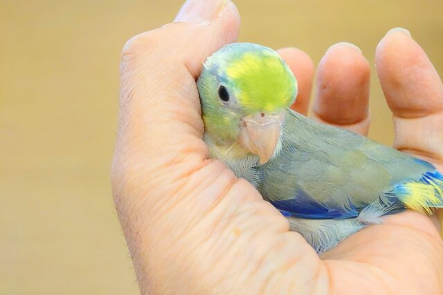 マメルリハ