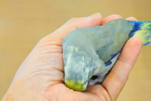マメルリハ