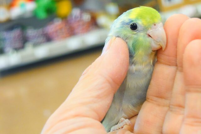 マメルリハ