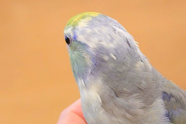 マメルリハ
