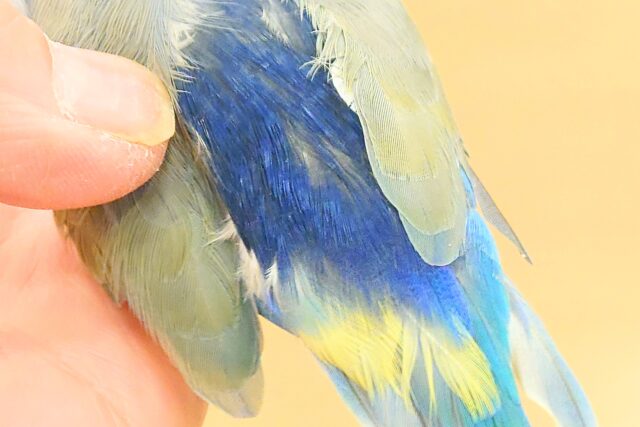 マメルリハ
