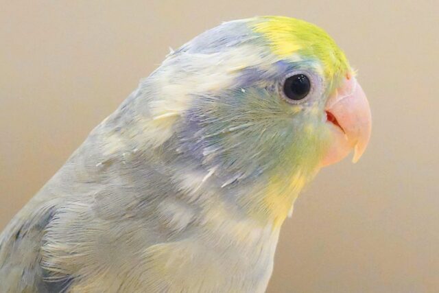 マメルリハ