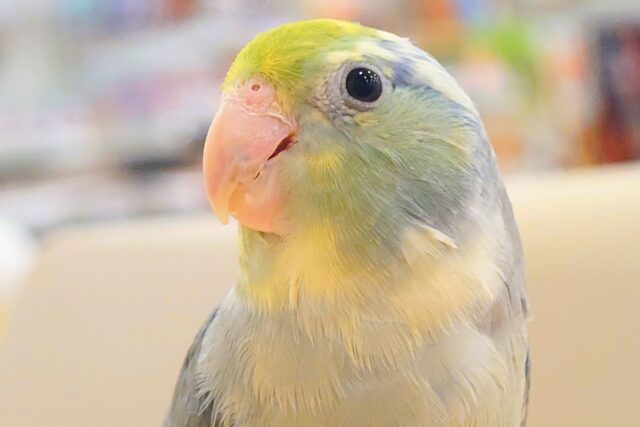 マメルリハ