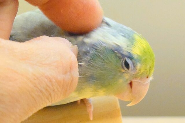 マメルリハ