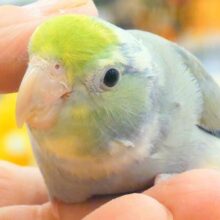 【最新画像更新🪄‪】メロメロ注意報発令💘マメルリハ(ターコイズパイドコバルトバイオレット) 男の子