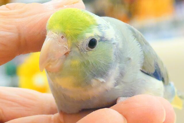 【最新画像更新🪄‪】メロメロ注意報発令💘マメルリハ(ターコイズパイドコバルトバイオレット) 男の子