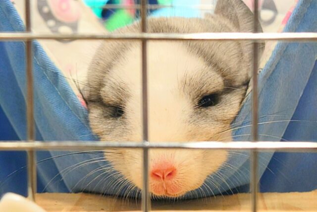 チンチラ