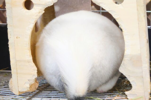 チンチラ