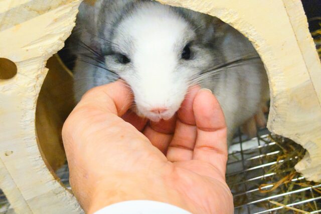 チンチラ