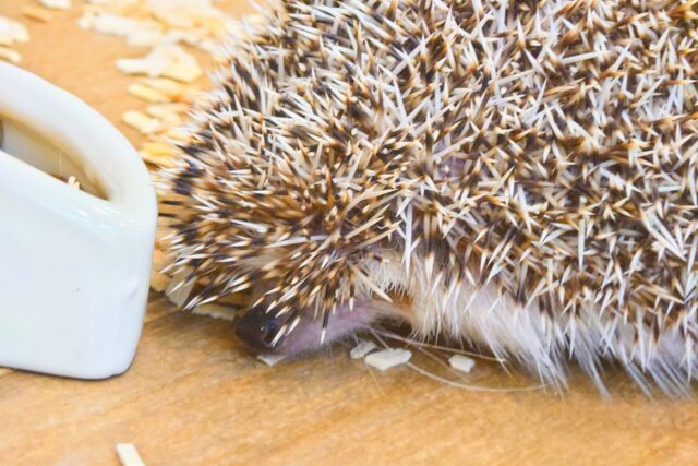 ハリネズミ（ヨツユビハリネズミ）
