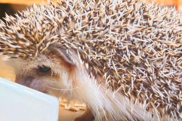 ハリネズミ（ヨツユビハリネズミ）