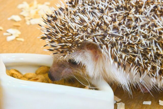 ハリネズミ（ヨツユビハリネズミ）