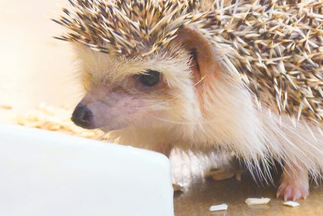 ハリネズミ（ヨツユビハリネズミ）