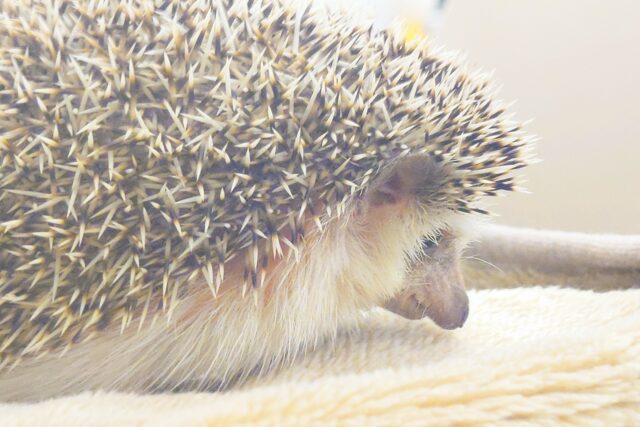 ハリネズミ（ヨツユビハリネズミ）