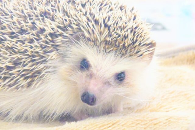 ハリネズミ（ヨツユビハリネズミ）