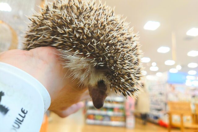 ハリネズミ（ヨツユビハリネズミ）