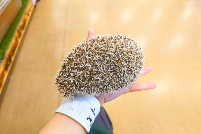 ハリネズミ（ヨツユビハリネズミ）