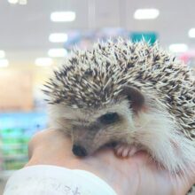 最新画像になります☆　ツンデレだけど甘えたいんだ♡ハリネズミ(ノーマル)男の子