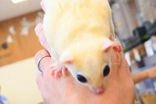 フクロモモンガ