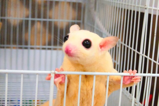 フクロモモンガ