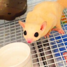 最新画像になります☆　ギュッとつかんで離さない！！フクロモモンガ(リューシ) 男の子