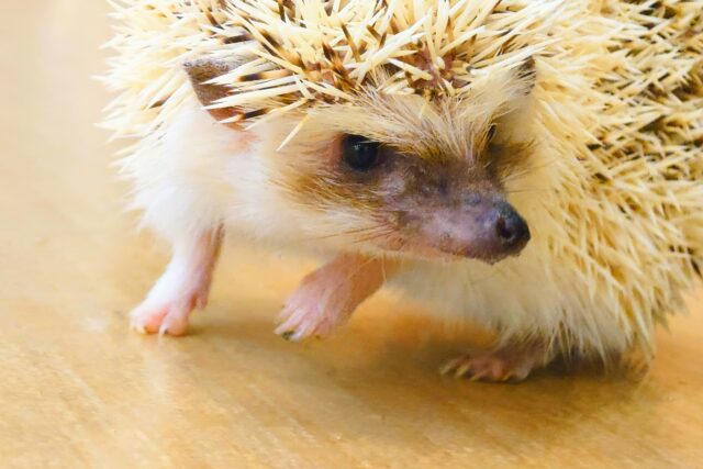 最新画像になります☆　いがぐりボーイ🌰ハリネズミ(パイド) 男の子