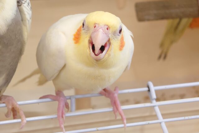 オカメインコ