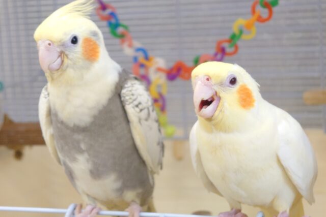 オカメインコ